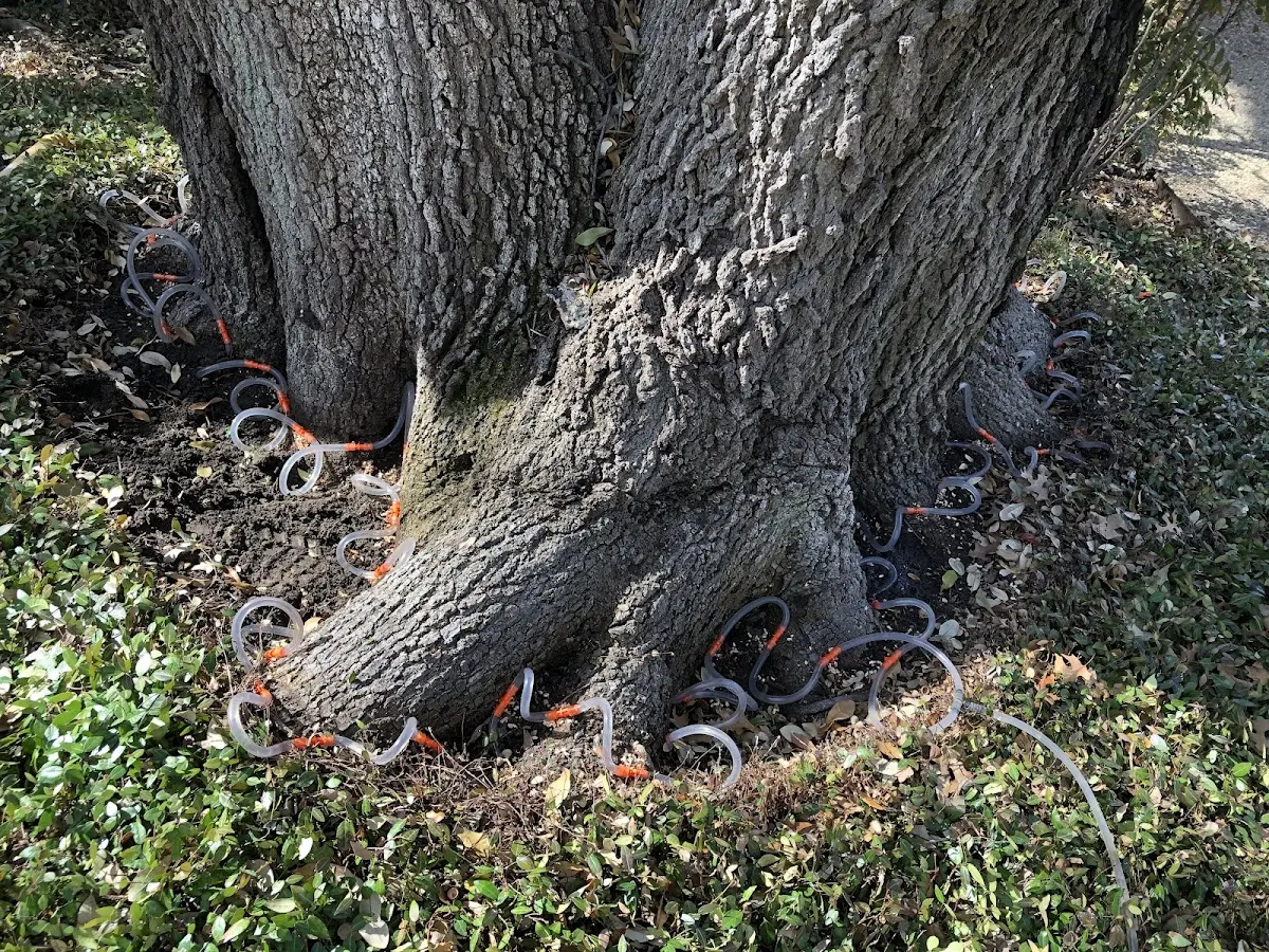 Detailed Tree Cabling and Bracing job site in Stonewall