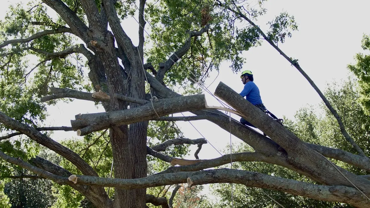 Professional Crown Thinning performed by certified arborists in Stonewall